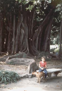 Palermo - Ficus di Piazza Marina -  - Dall'archivio di Sicilia nel Mondo